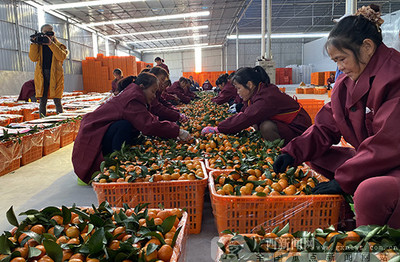 2019河池農(nóng)產(chǎn)品產(chǎn)銷對(duì)接活動(dòng)簽約金額達(dá)7800萬(wàn)元，農(nóng)產(chǎn)品產(chǎn)銷邁上新臺(tái)階