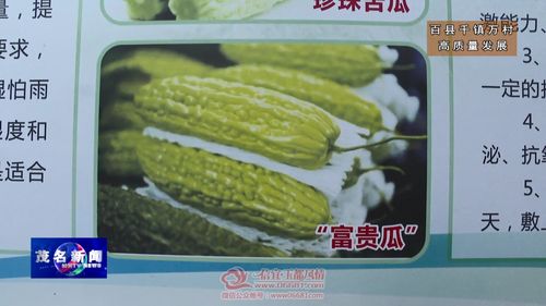 信宜貴子鎮 公司+農戶+合作社，特色苦瓜產業助力鄉村振興